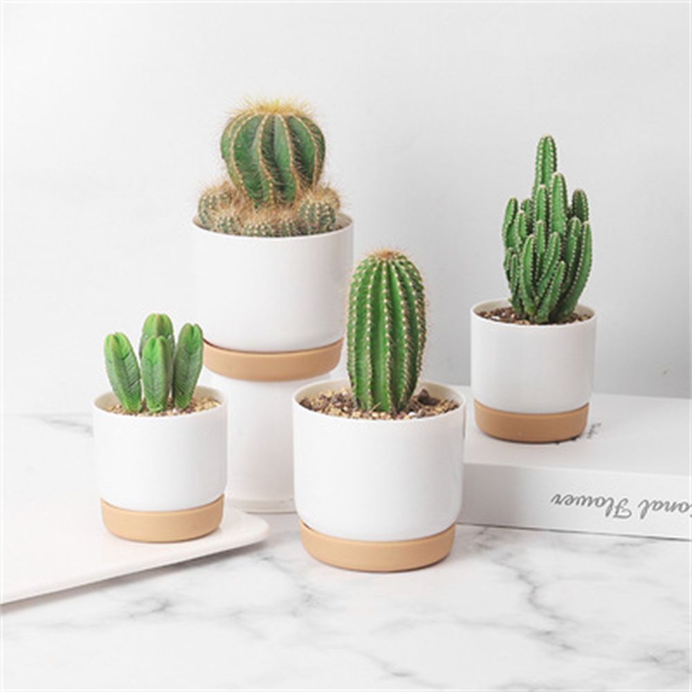 Round Cactus Succulent Plants  - đánh giá và giá Orchid Potting Mix