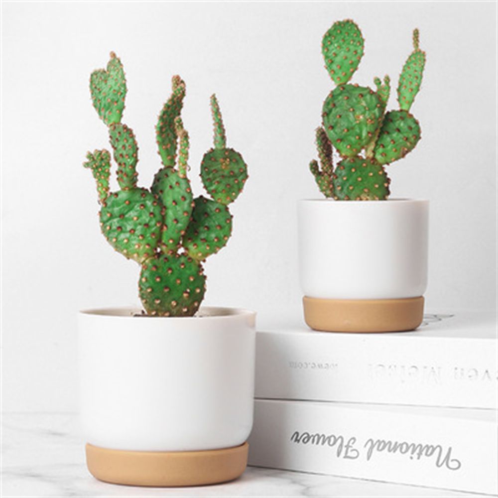 Round Cactus Succulent Plants  - đánh giá và giá Orchid Potting Mix