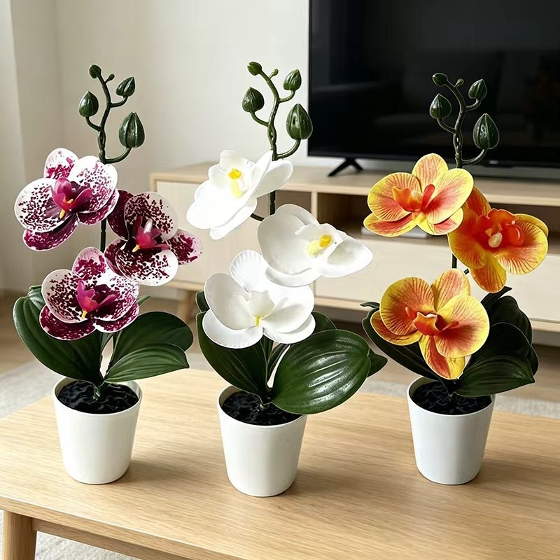 Mini Butterfly Orchid Potted P - đánh giá và giá Orchid Potting Mix