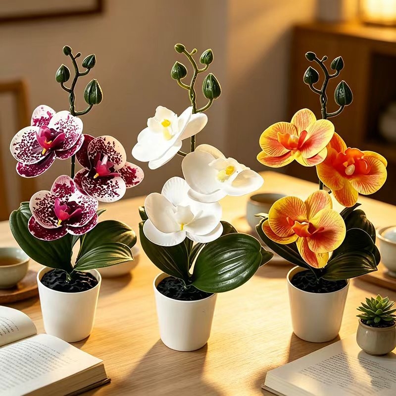 Mini Butterfly Orchid Potted P - đánh giá và giá Orchid Potting Mix
