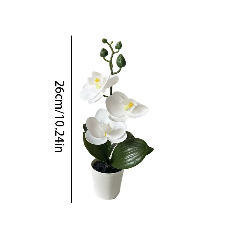 Mini Butterfly Orchid Potted P - đánh giá và giá Orchid Potting Mix