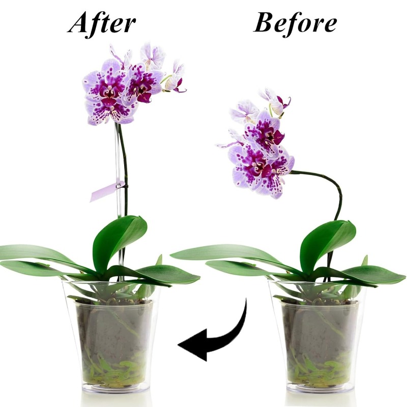Reusable Clear Flower Support  - đánh giá và giá Orchid Potting Mix