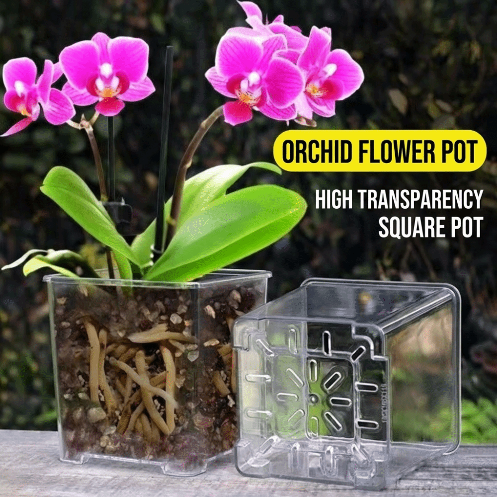 5PCS/Kit Clear Plastic Orchid  - đánh giá và giá Orchid Potting Mix